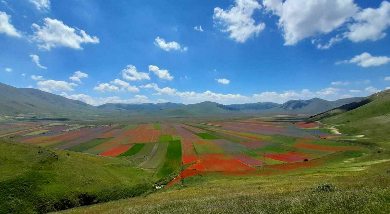 Navette per la fioritura. Autobus Contram con partenze scaglionate per ...