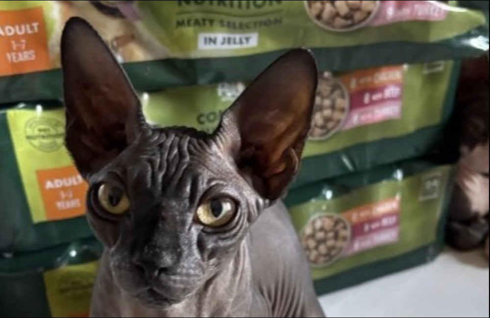 Katie Price asked for help to find her 'stolen' cats