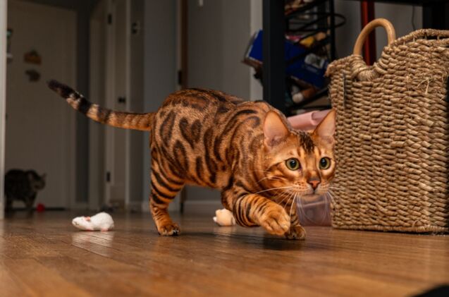 what are cat zoomies and why do they happen late at night, Photo credit Anthony Schreier Shutterstock com