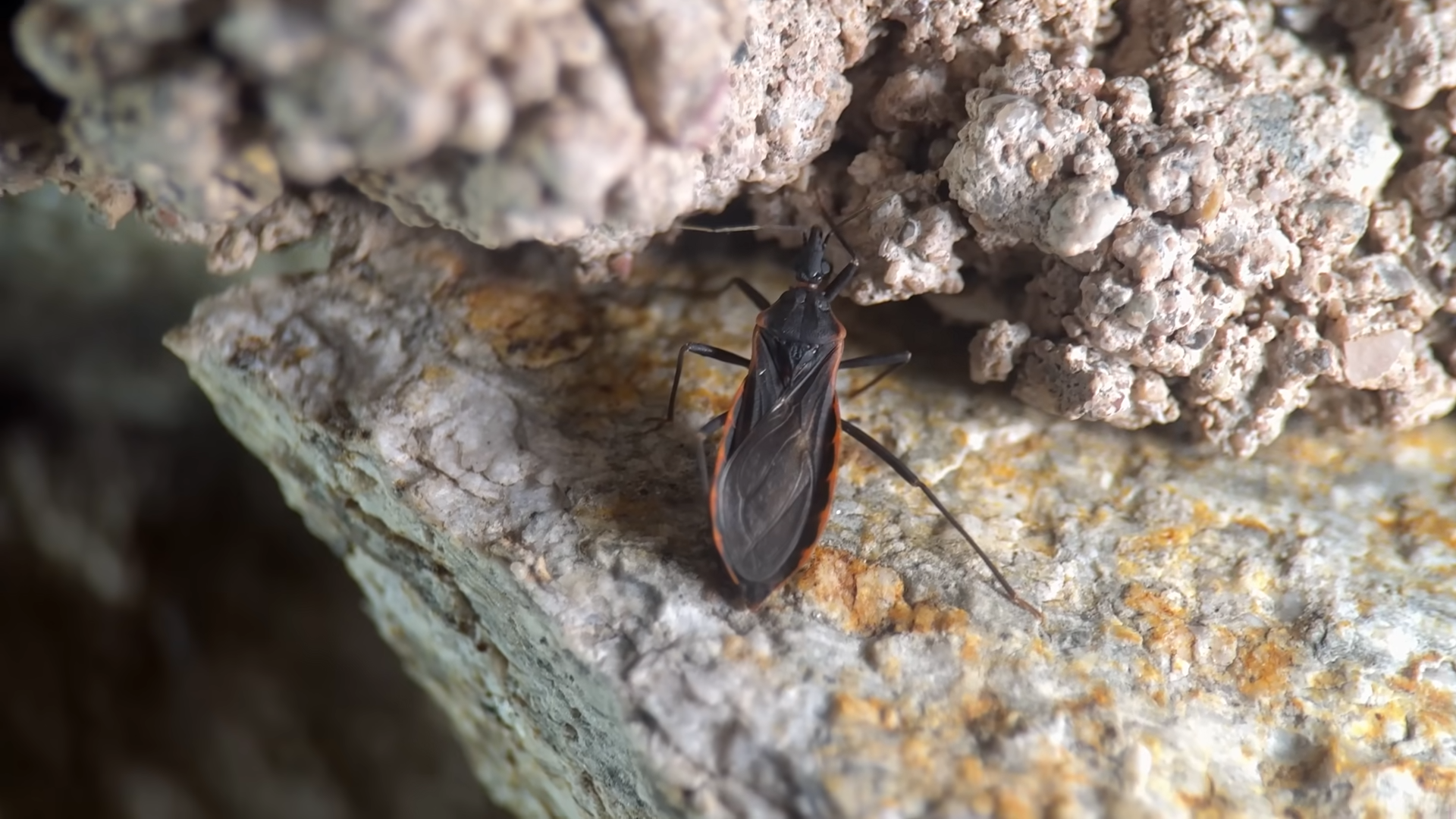 Why this is the deadliest bug in the world