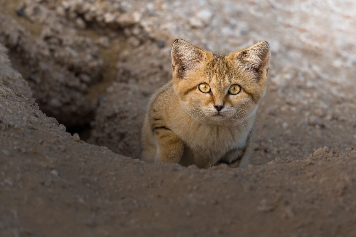 YouTube video leads to discovery of adorable sand cats in Libya, where ...