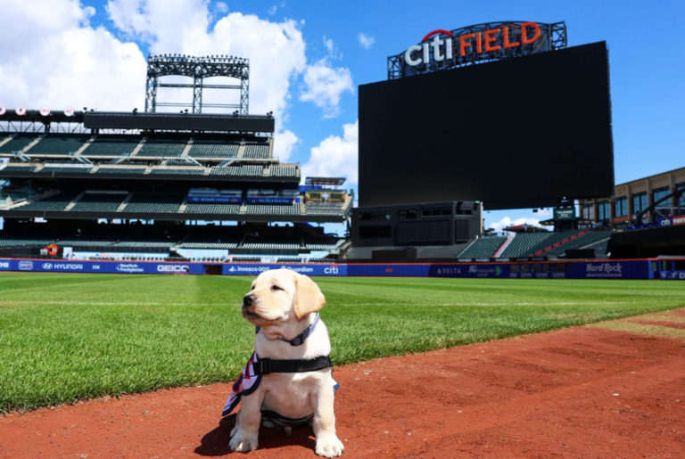 We can't get over the Mets new service dog. This is Howie.