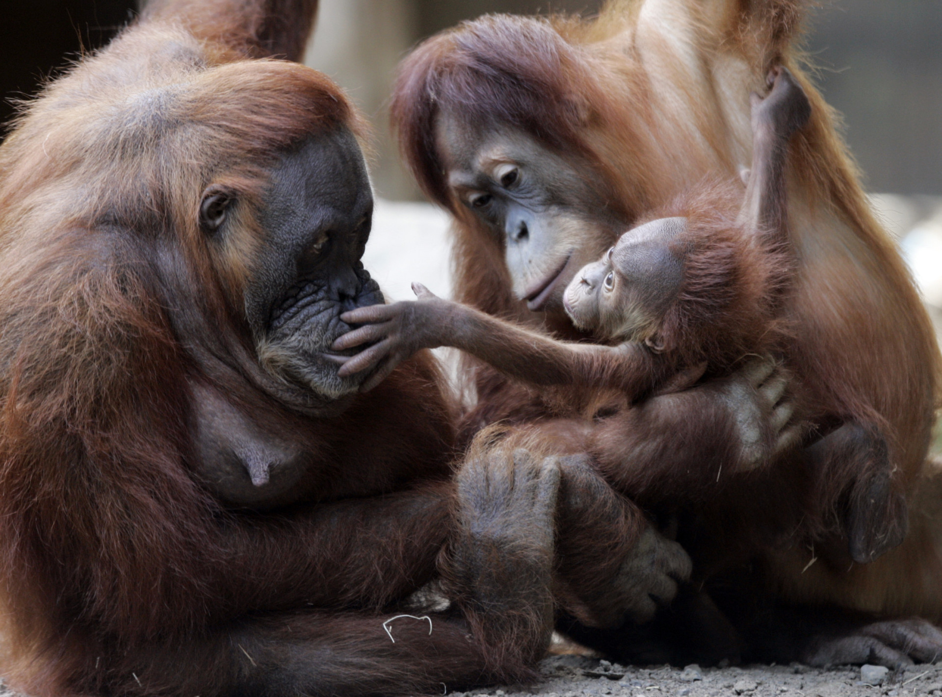 The most protective parents in the animal kingdom