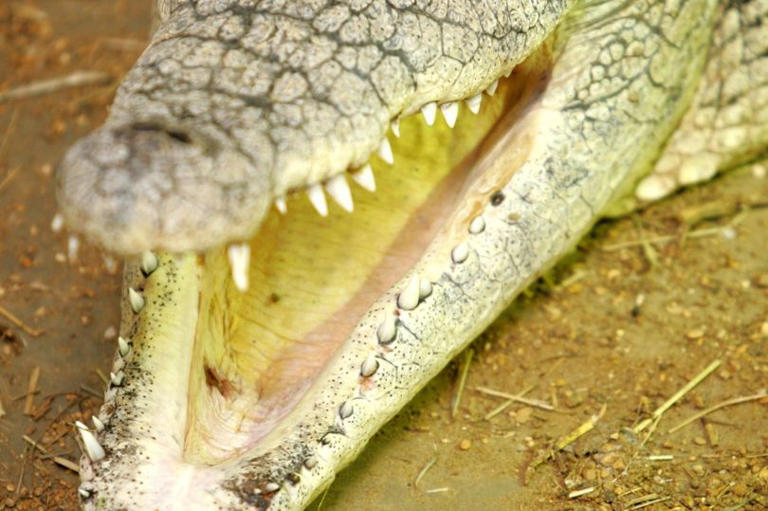 Croc