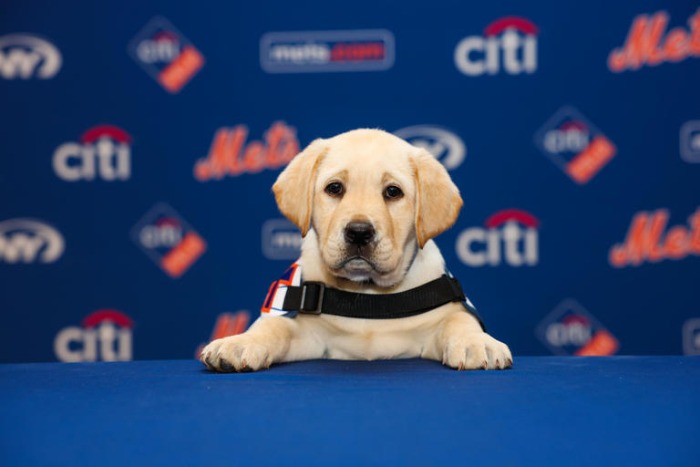 We can't get over the Mets new service dog. This is Howie.
