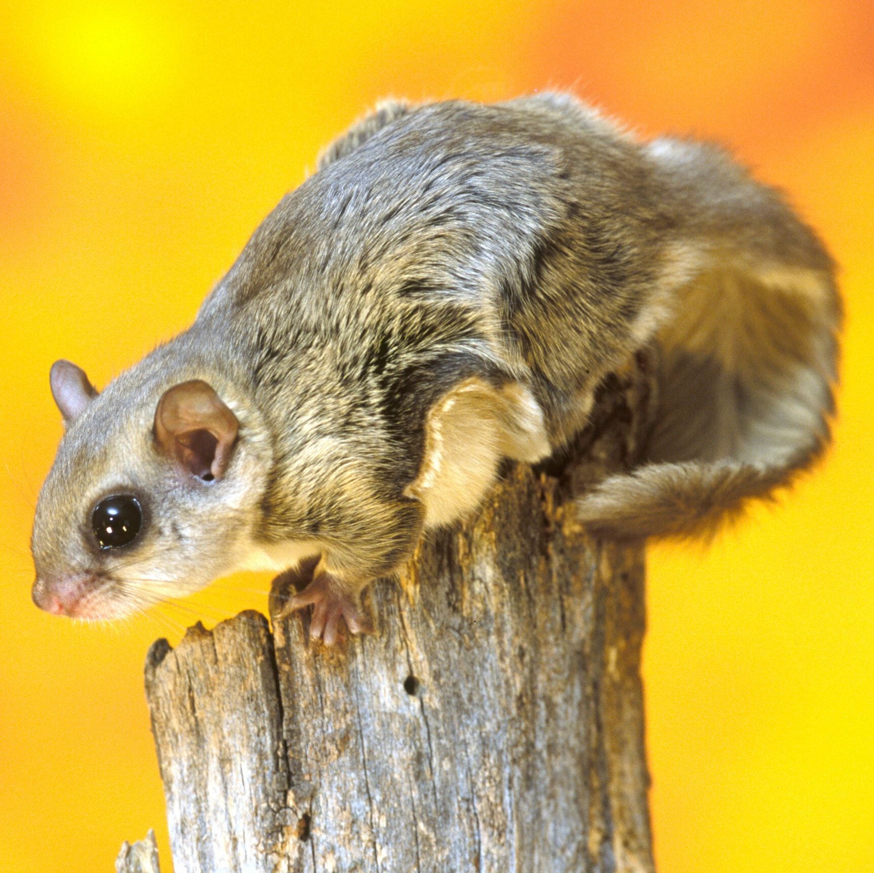 Southern Flying Squirrel gliding from tree to tree, composite,