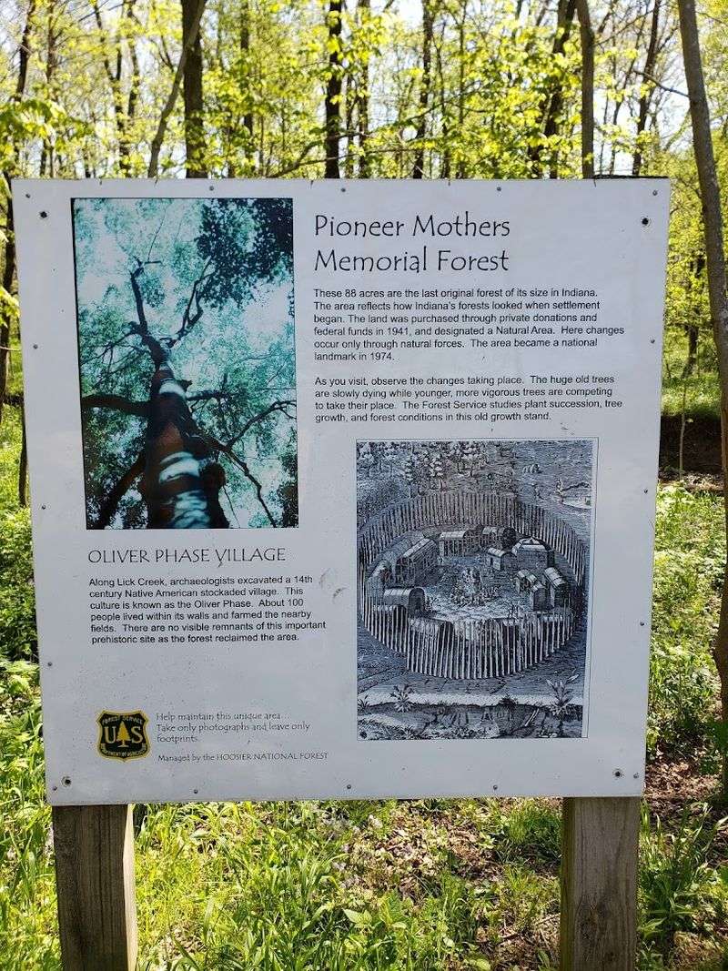 This 88-acre Indiana virgin forest protects ancient trees & a 1380 ...