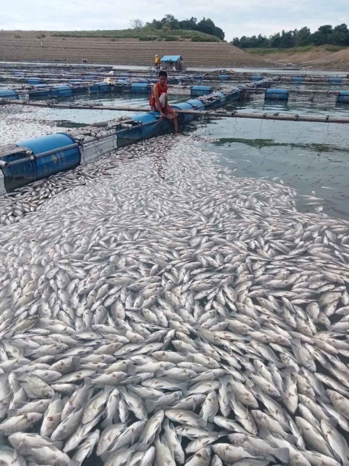 Fish kill crisis in Ramon, Isabela: Million-peso losses due to low ...