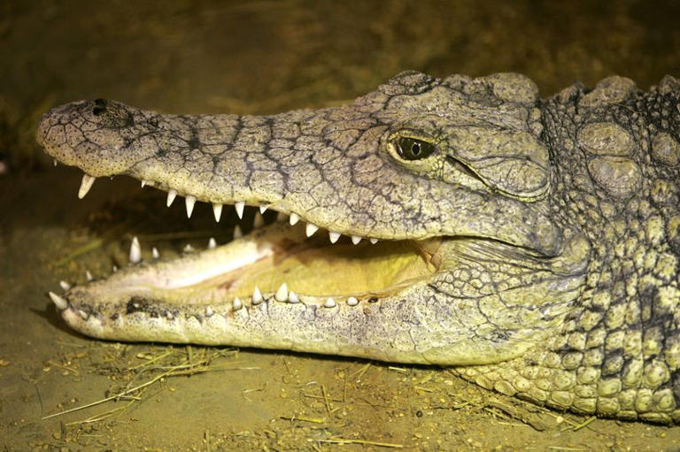 Crocodile