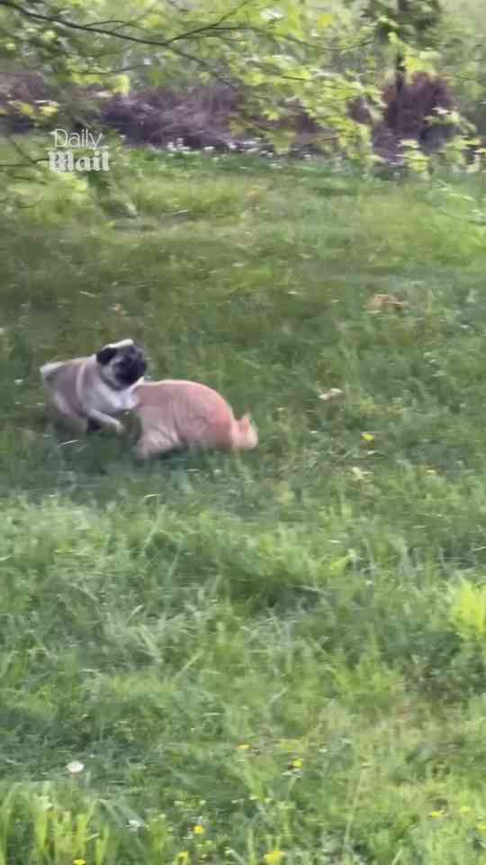 Cat and pug show the meaning of true friendship