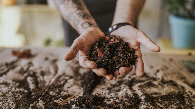 Don't toss corn cob husks: The smart way to use them in the garden instead