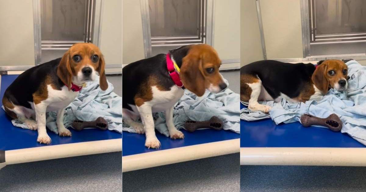 Beagle freed from medical research is slowly trying to learn what ...