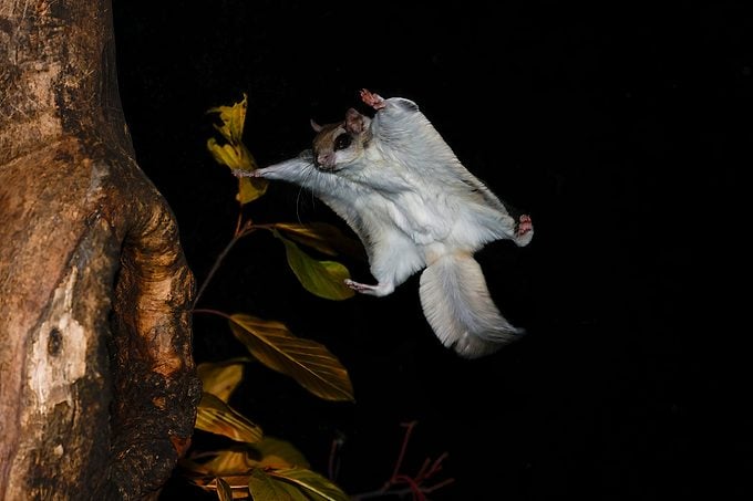 Southern Flying Squirrel Gliding To Land In Tree At Night