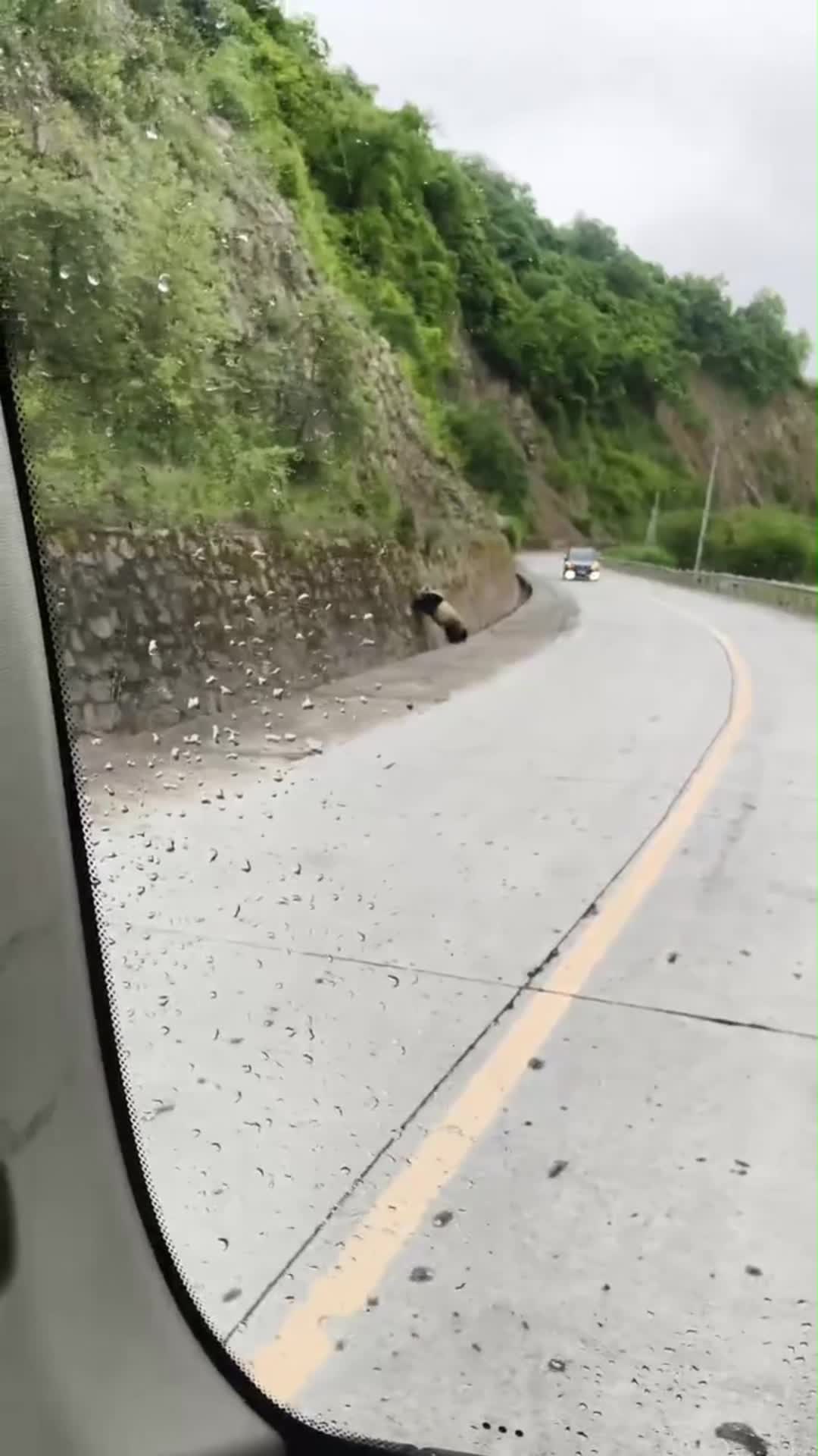 Rare wild giant panda spotted roadside