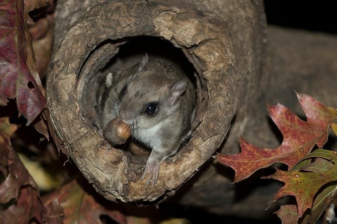 Southern Flying Squirrel, Glaucomys Volans, Eating Acorn In Natural Cavity,