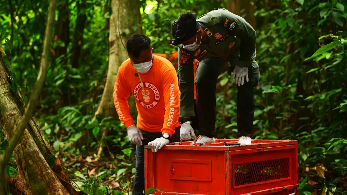 Tiga Orangutan Rehabilitasi Dilepasliarkan di Hutan Lindung Kutim 2 orangutan