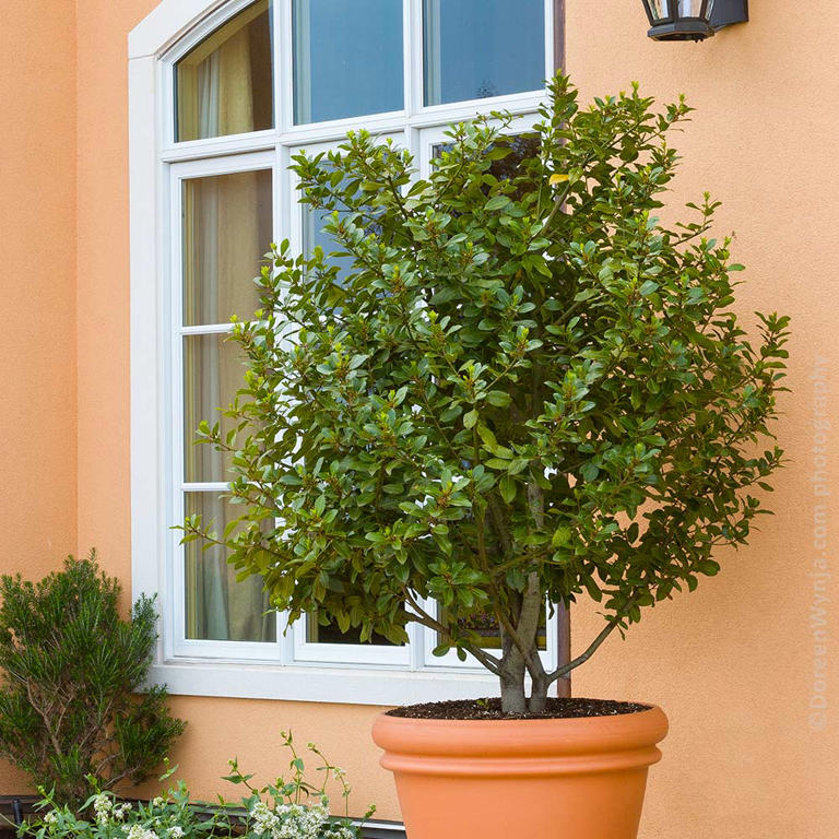 Garden diaries: Step inside Shea McGee's dream garden, where hydrangeas ...
