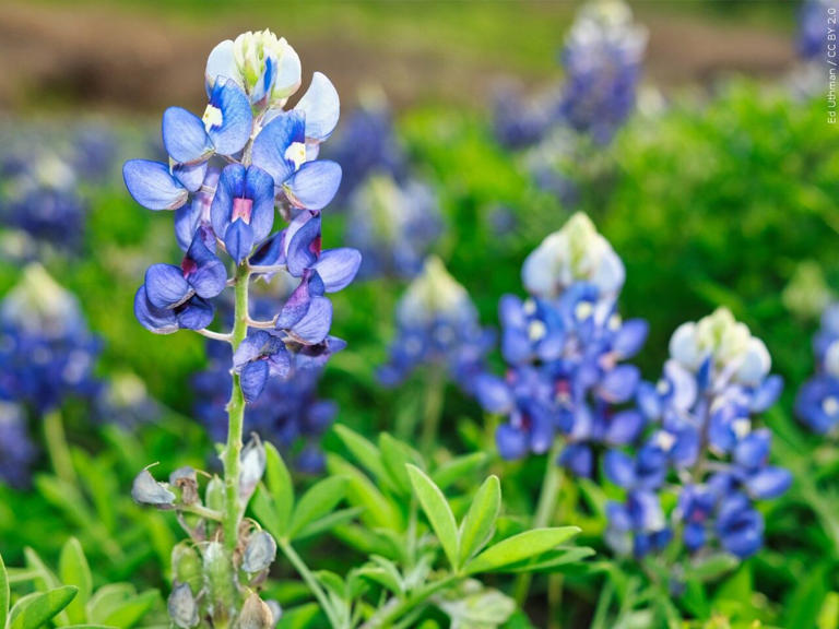 Perennials or annuals? Ludlow expert breaks down what to plant now