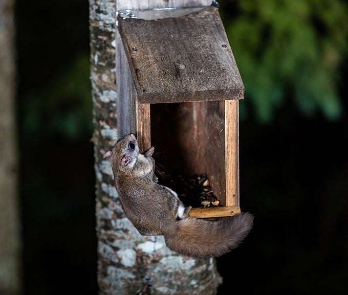 Northern Flying Squirrel.