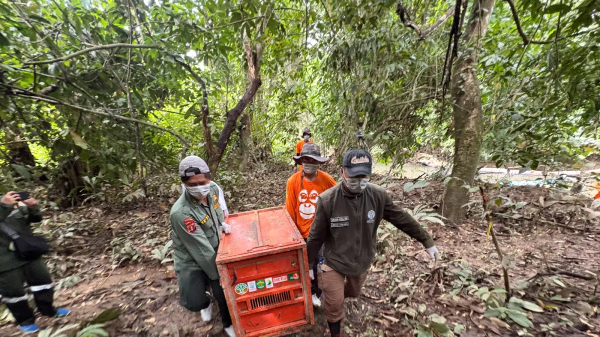 Tiga Orangutan Rehabilitasi Dilepasliarkan di Hutan Lindung Kutim 3 orangutan