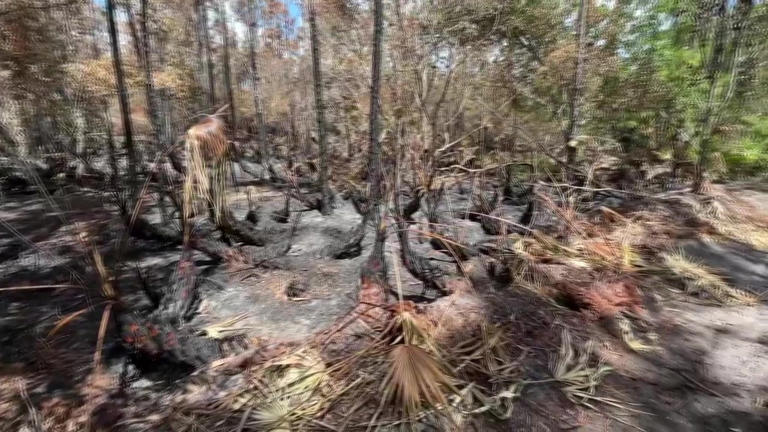 Lightning strikes ignite 80 brush fires in June across 5 Bay Area counties
