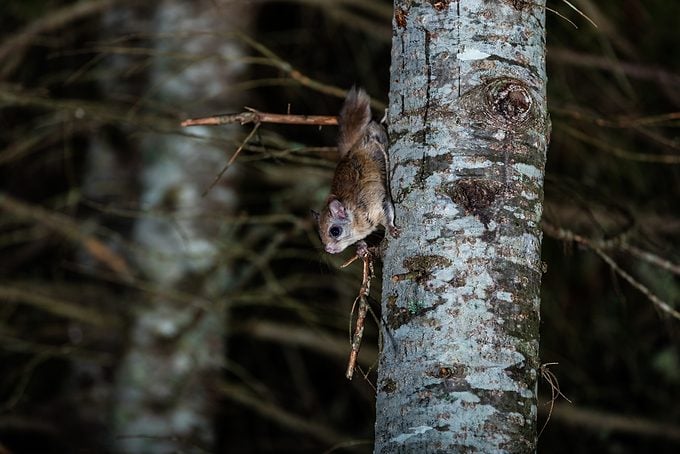 Northern Flying Squirrel.