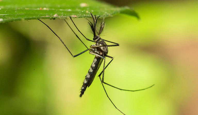 Mozzie invasion! Swarms of insects set to descend on Ireland and UK