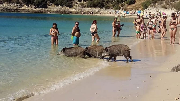 Vai in vacanza in questa spiaggia: i cinghiali possono rubarti la merenda