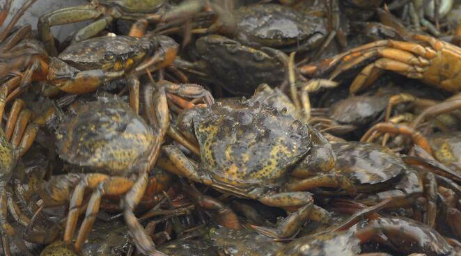 Green crab week: Milbridge man turns pests into plant fertilizer