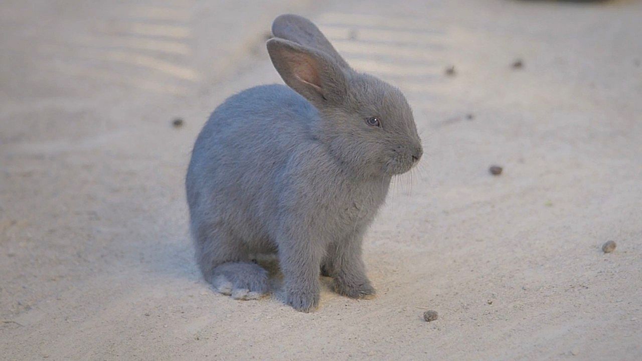 Six rare Blue Viennese rabbit kits born at Vienna zoo in milestone for ...