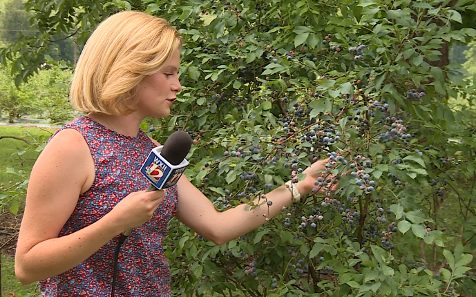 Sprinkle's blueberry farm is open and ready for picking this summer