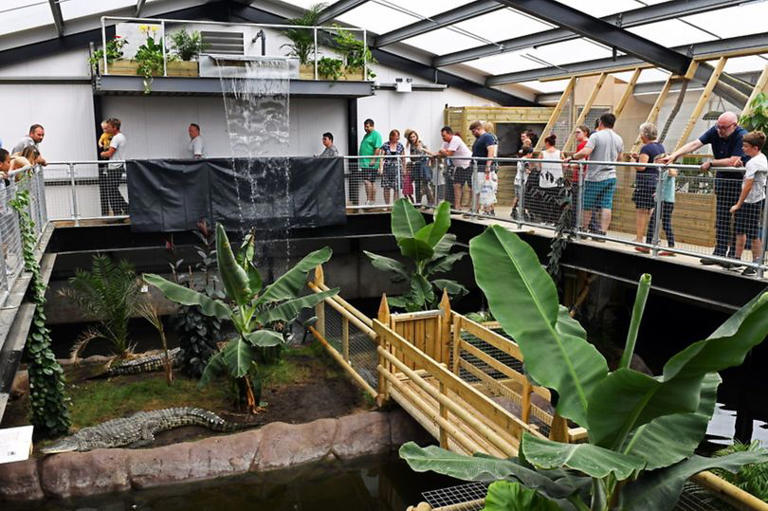 New Details Emerge After 3-Year-Old Was Thrown Into Crocodile Pit... What Witnesses Saw Is Shocking! 👀