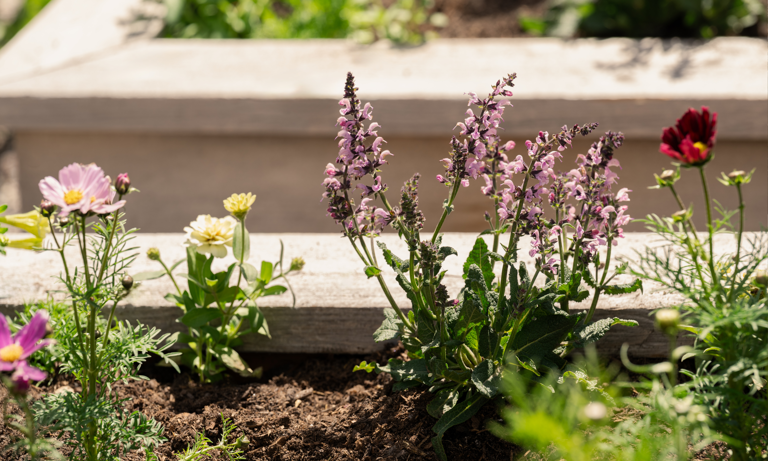 Garden diaries: Step inside Shea McGee's dream garden, where hydrangeas ...