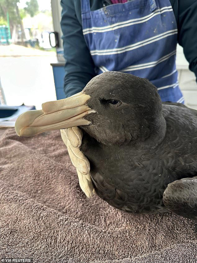 Another giant petrel has tested positive to the deadly H5N1 virus