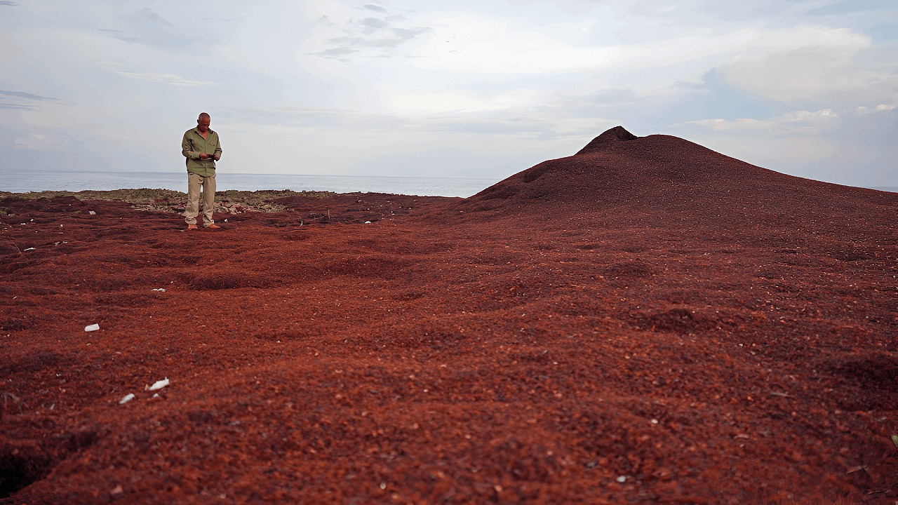 Researchers identify a 44-billion-pound living belt choking the Atlantic
