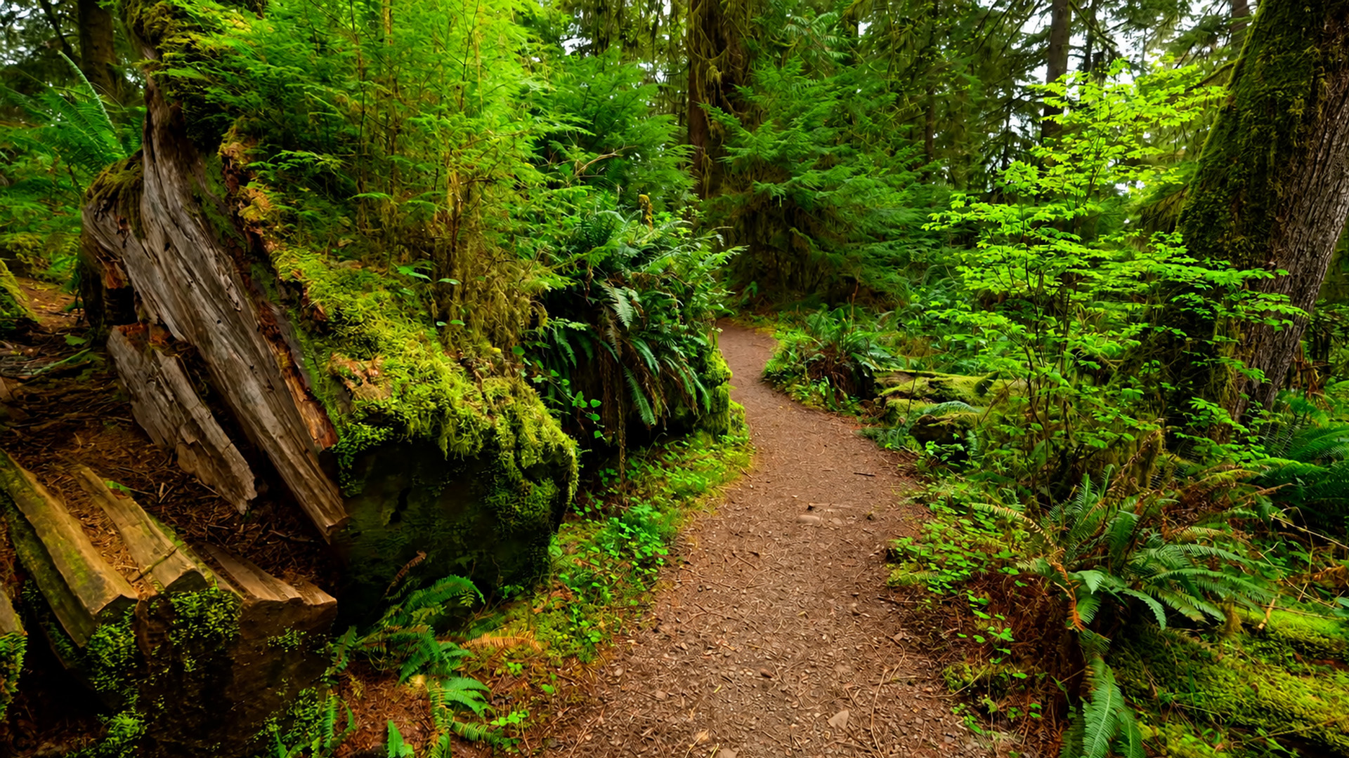Ontdek de rust van het Quinault Rain Forest (4K)