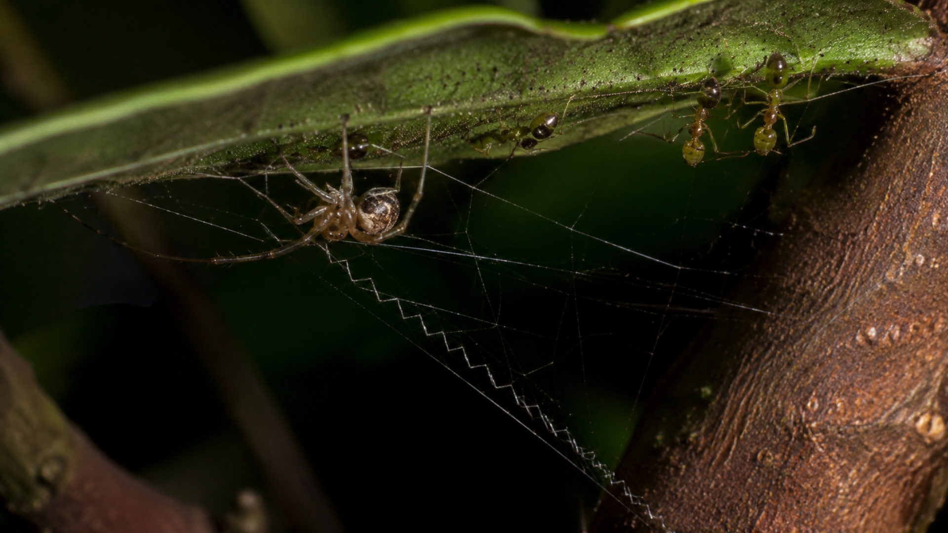 Australia’s “ballista spider” catapults ants into its web