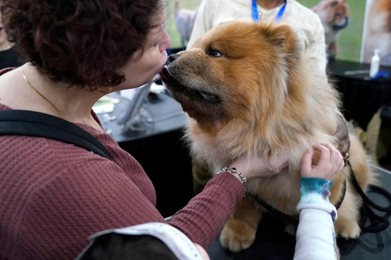Biting dogs 2026: Here are the 13 breeds of adorable dog prone to ...
