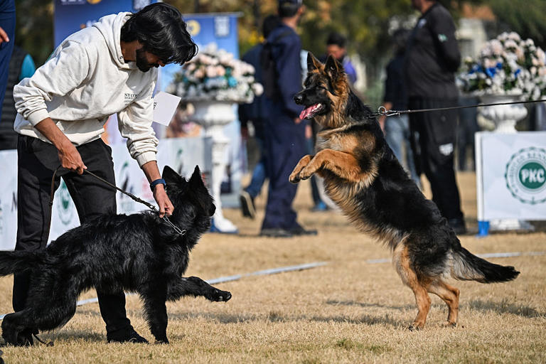 Biting dogs 2026: Here are the 13 breeds of adorable dog prone to ...