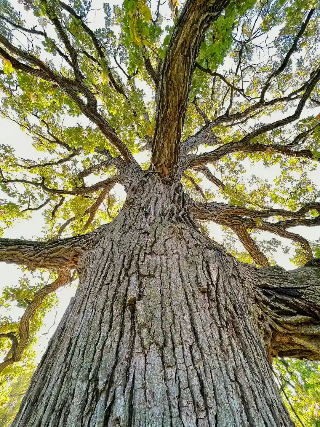 the-6-common-trees-you-re-not-legally-permitted-to-remove-even-on