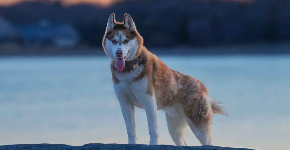 10 dogs with outstanding memory skills – plus 3 that require extra ...