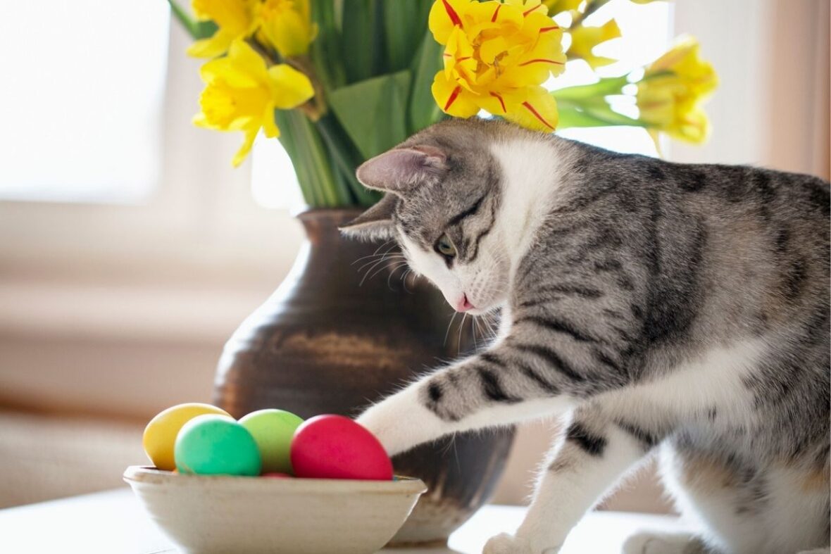 This is finally why your cat keeps knocking things off the table, and ...