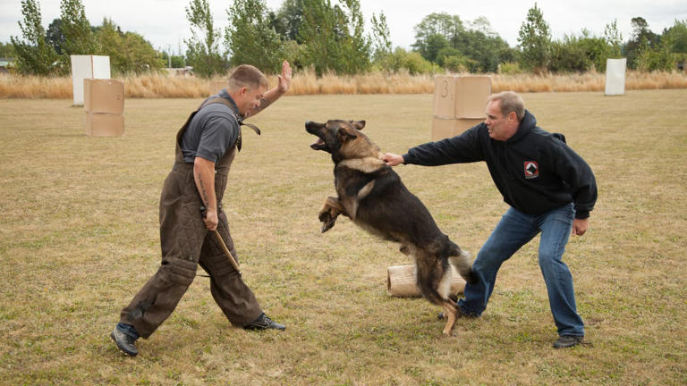 California child dies after dog attack at lake, police name owner ...