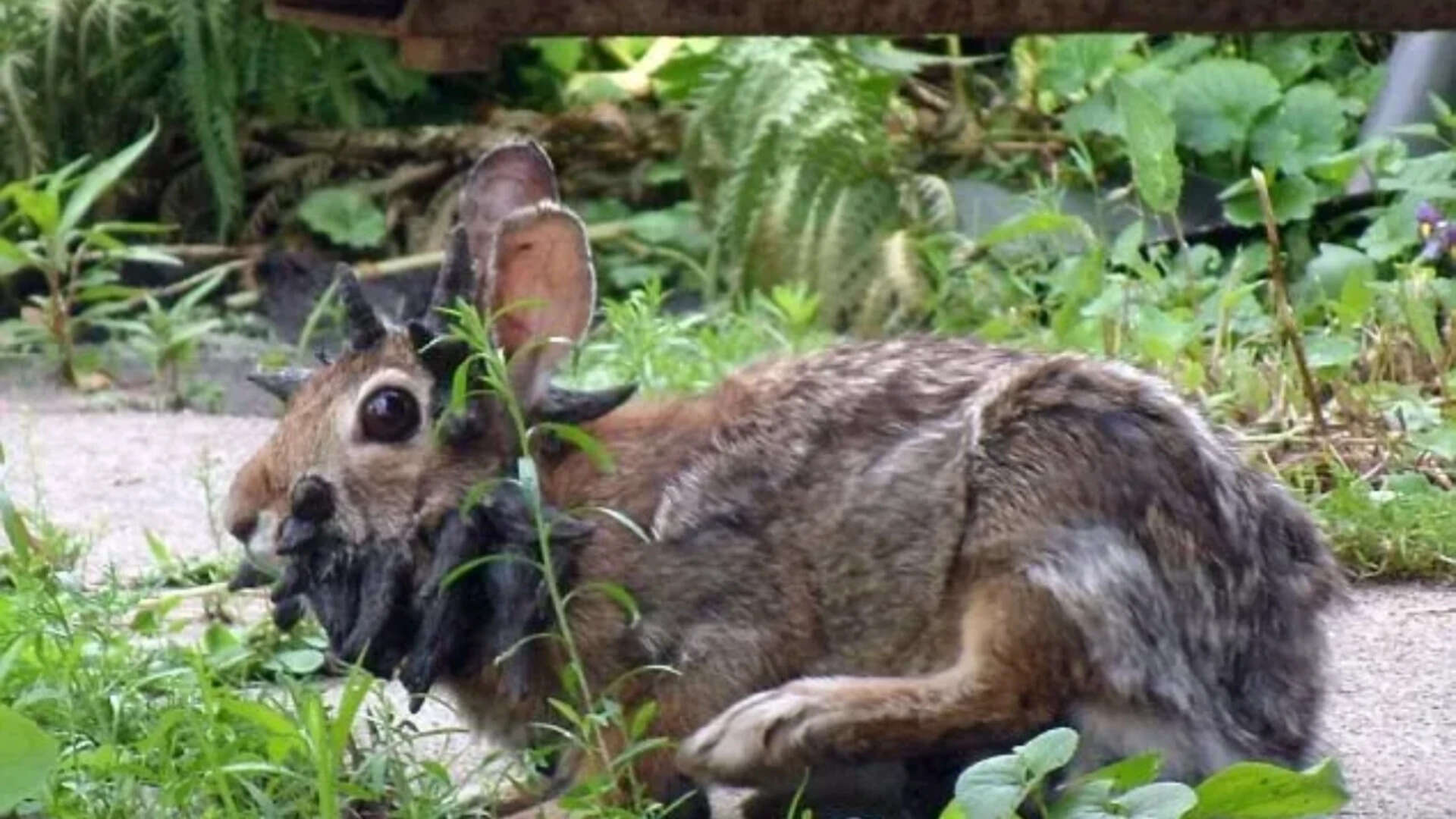 ‘Frankenstein’ rabbits are back: Why these ‘dark’, ‘apocalyptic ...