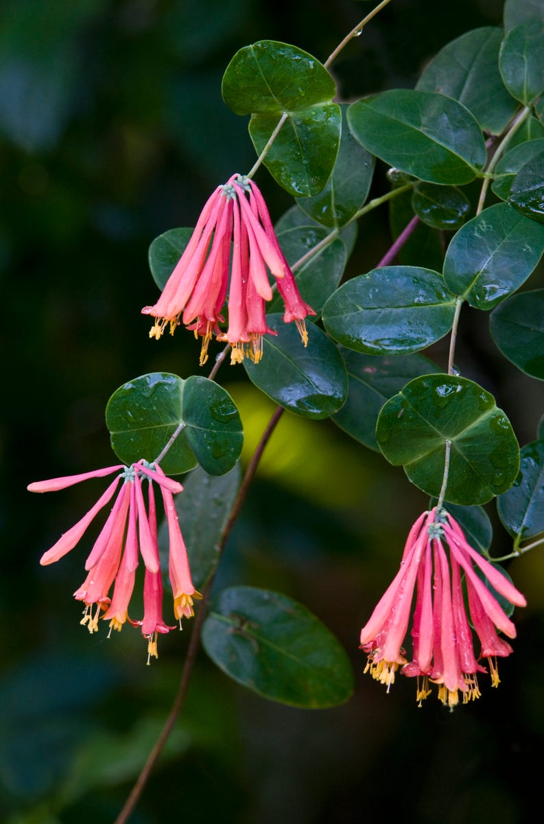 11 Plants That Can Help Your Garden Feel Cooler During a Heatwave