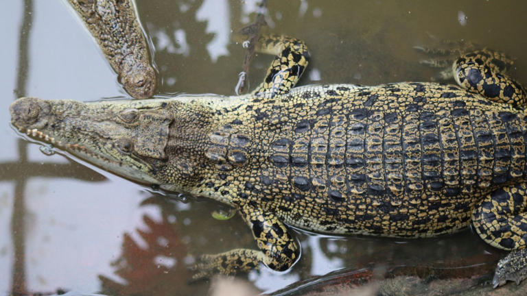 Crocodiles in an enclosure at Johnsons of Old Hurst. File pic: Reuters