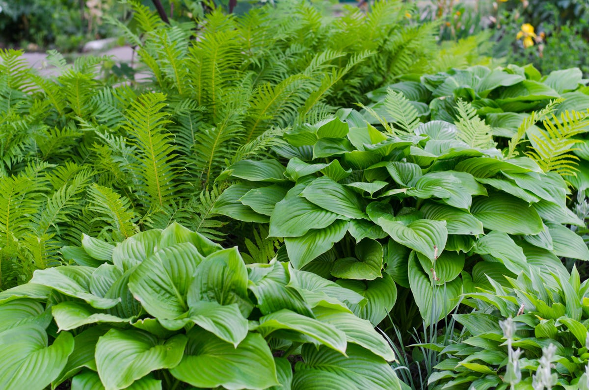 11 Plants That Can Help Your Garden Feel Cooler During a Heatwave