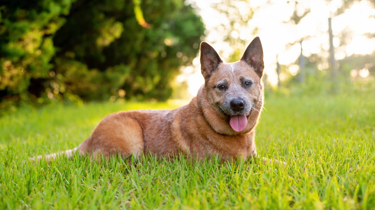 Deaf Australian cattle dog who's never heard another dog bark makes the funniest beeping noises