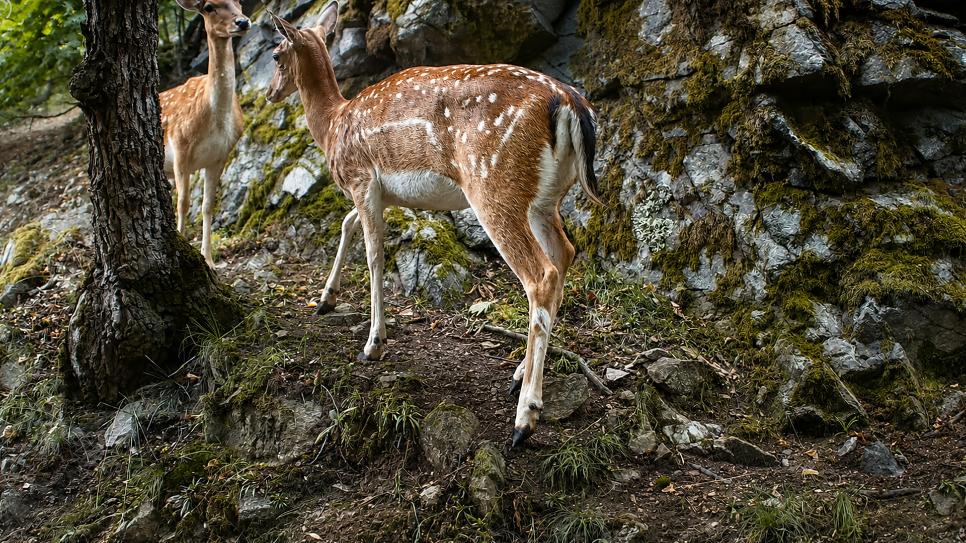 Wildlife activity along this rocky forest trail caught on camera