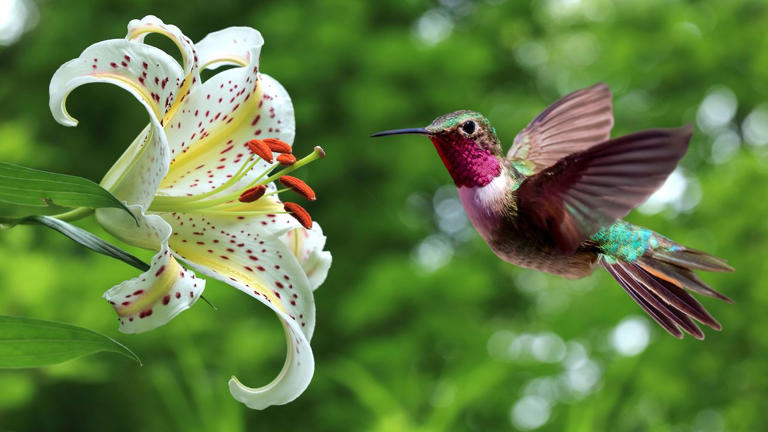 How to attract hummingbirds to your garden every year